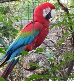  Green-Wing(Red and Green) Macaws for Sale